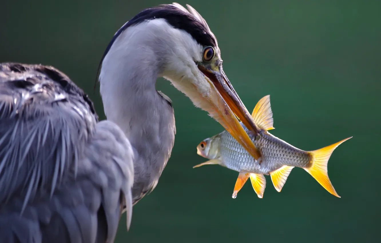 Photo wallpaper fish, beak, hunting, grey Heron