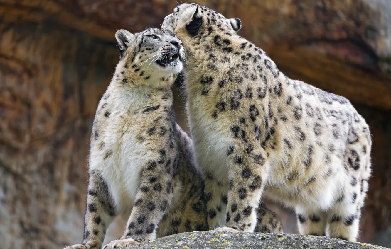 Photo wallpaper cat, pair, IRBIS, snow leopard, ©Tambako The Jaguar