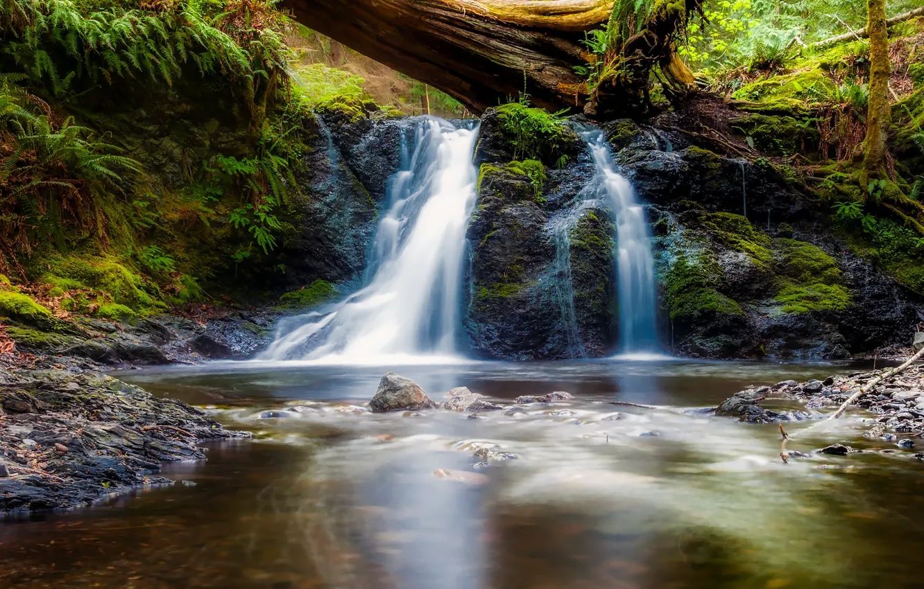 Photo wallpaper greens, forest, stream, waterfall, moss, Washington, USA