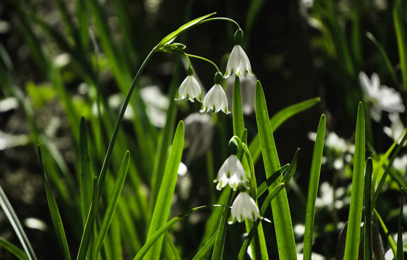 Photo wallpaper greens, leaves, light, flowers, the dark background, glade, spring, snowdrops