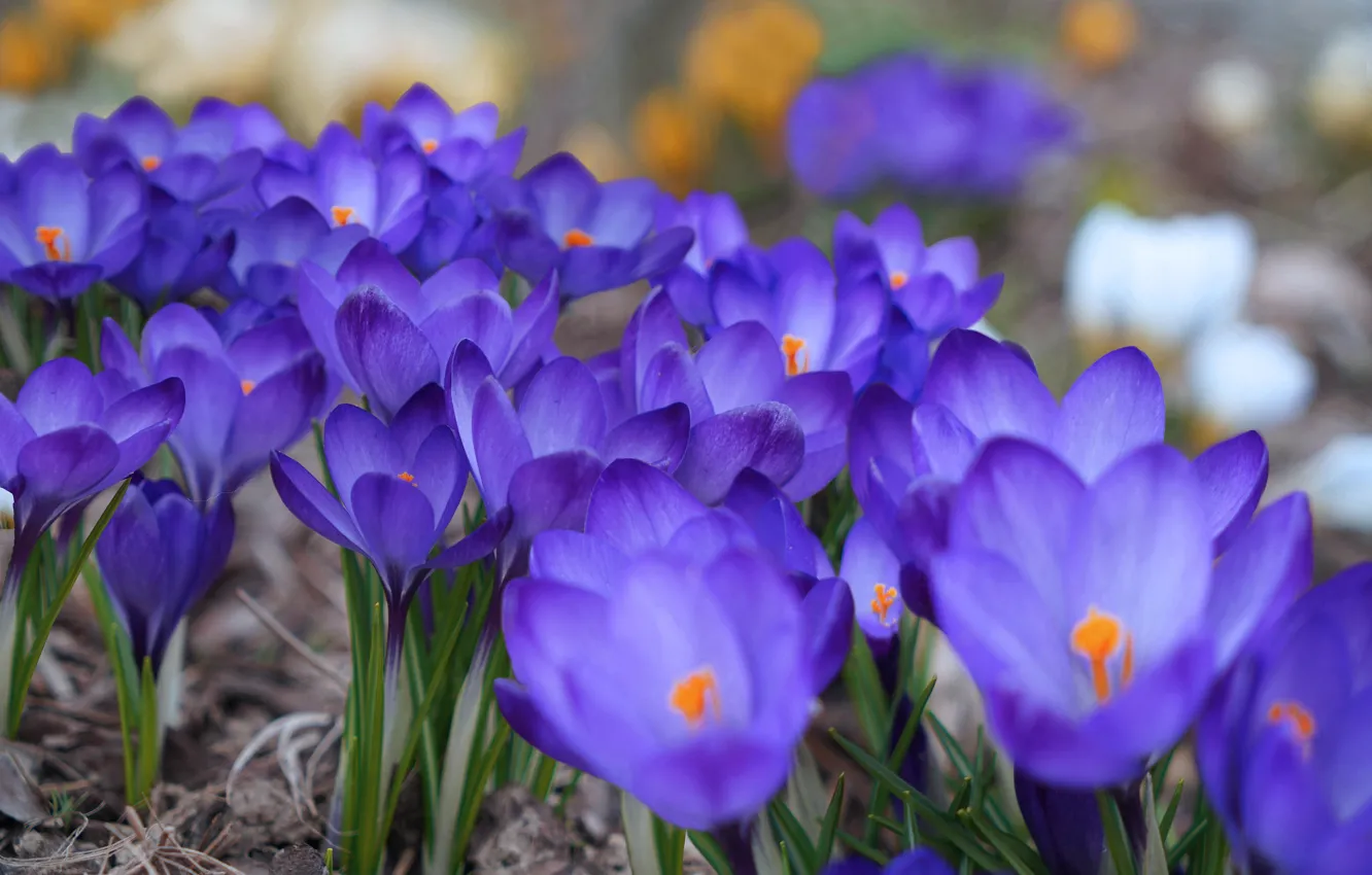 Photo wallpaper flowers, blue, spring, crocuses