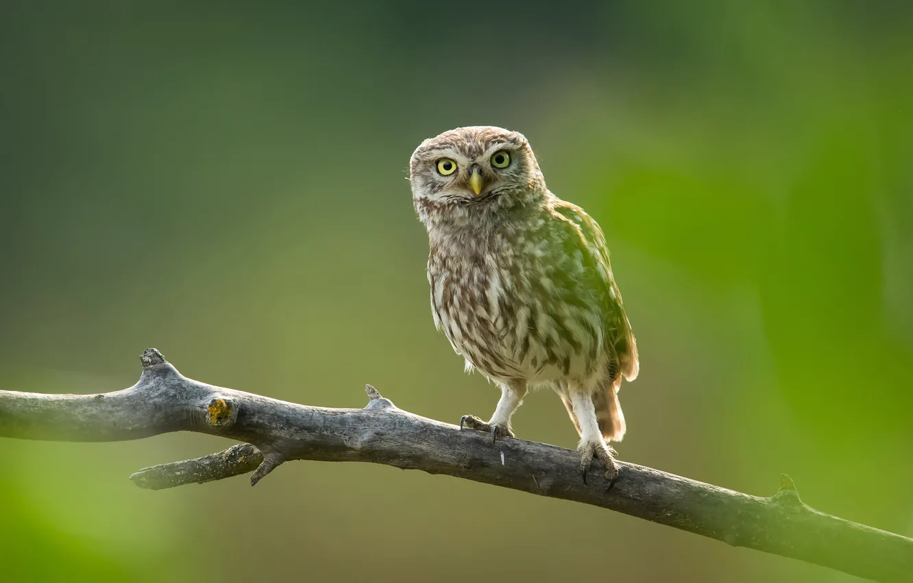 Photo wallpaper look, branches, green, background, owl, bird, owl, sychik