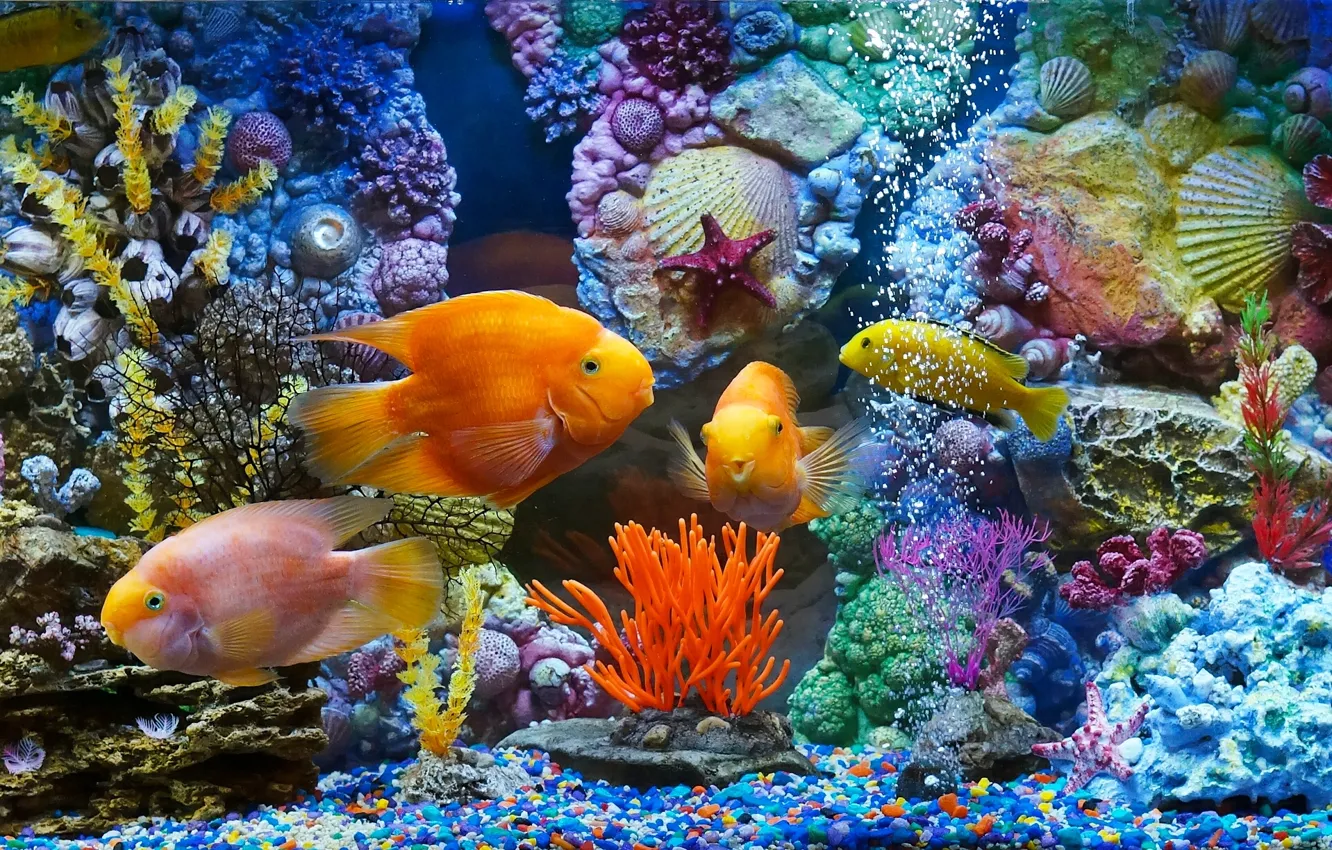 Photo wallpaper fish, aquarium, fish, corals, shell