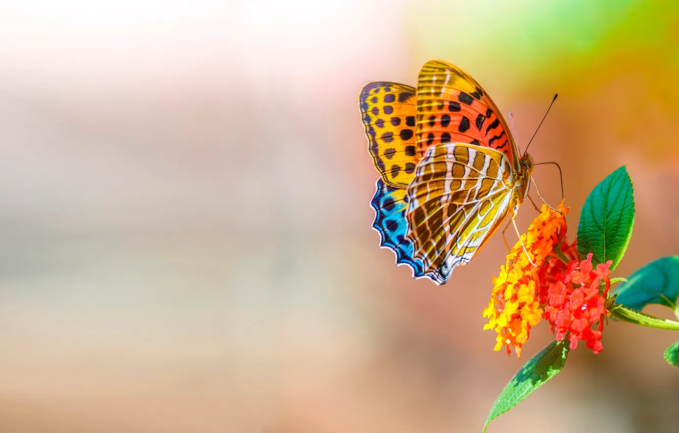 Photo wallpaper flowers, butterfly, bright, Ƹ̵̡Ӝ̵̨̄Ʒ