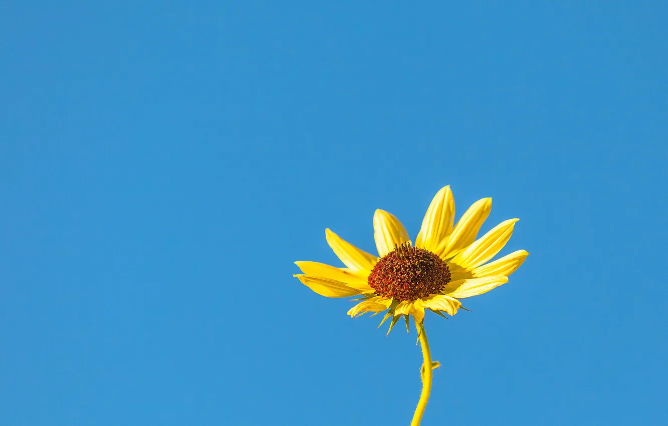 Photo wallpaper the sky, macro, flowers