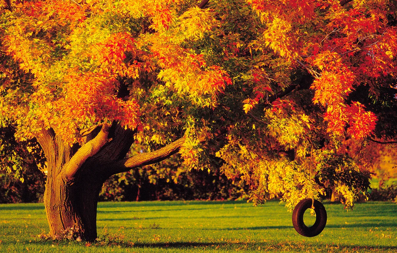 Photo wallpaper autumn, trees, wheel, rocker