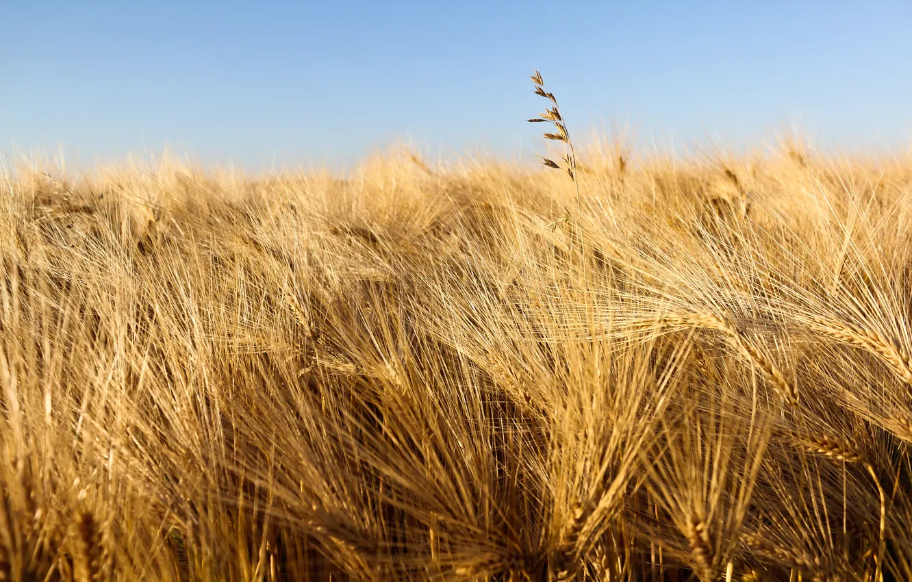 Photo wallpaper wheat, field, nature, photo, Wallpaper, pictures, harvest, spikelets