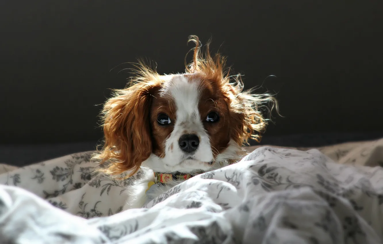 Photo wallpaper look, each, dog