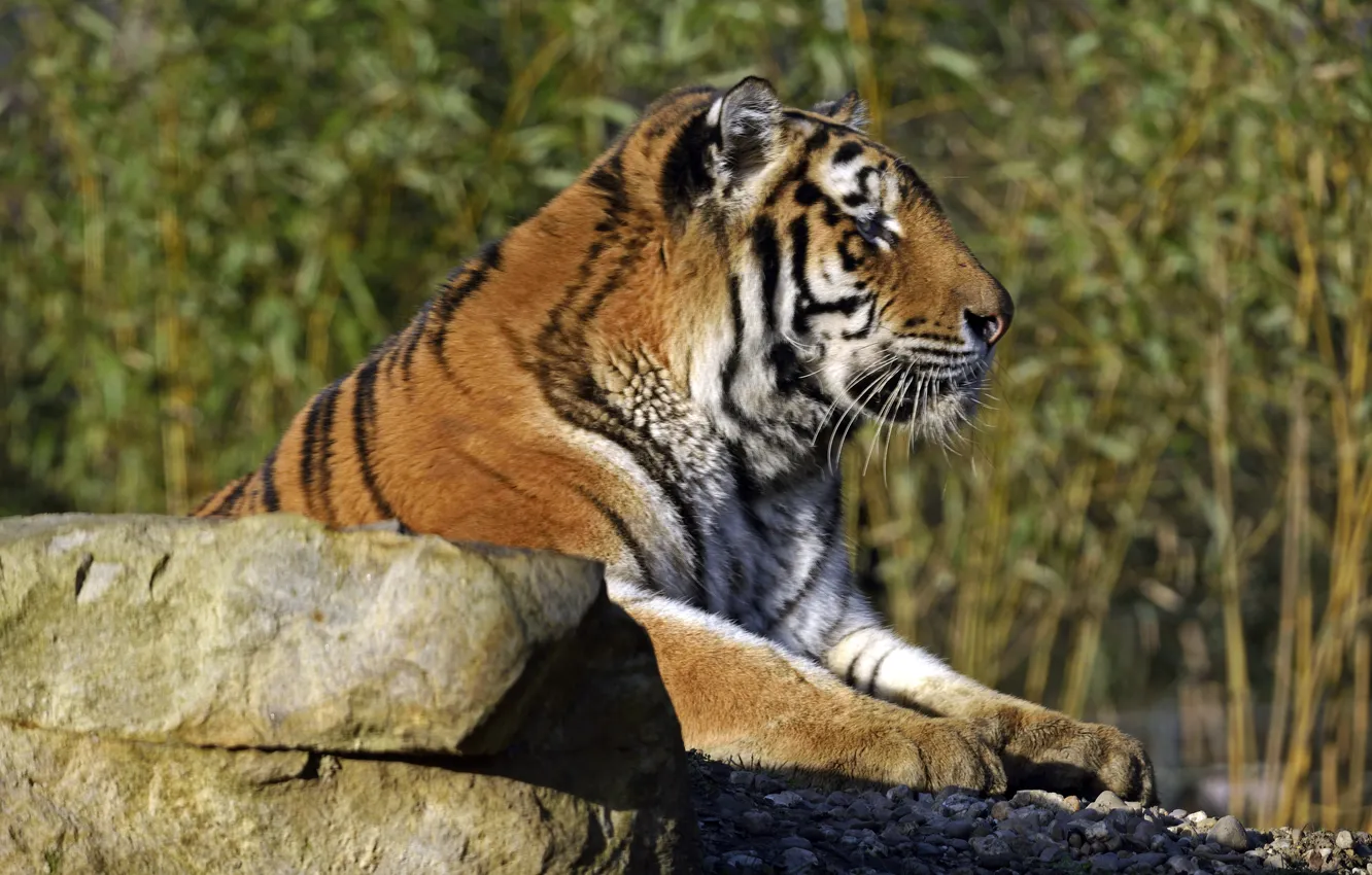 Photo wallpaper cat, tiger, stone, profile, Amur