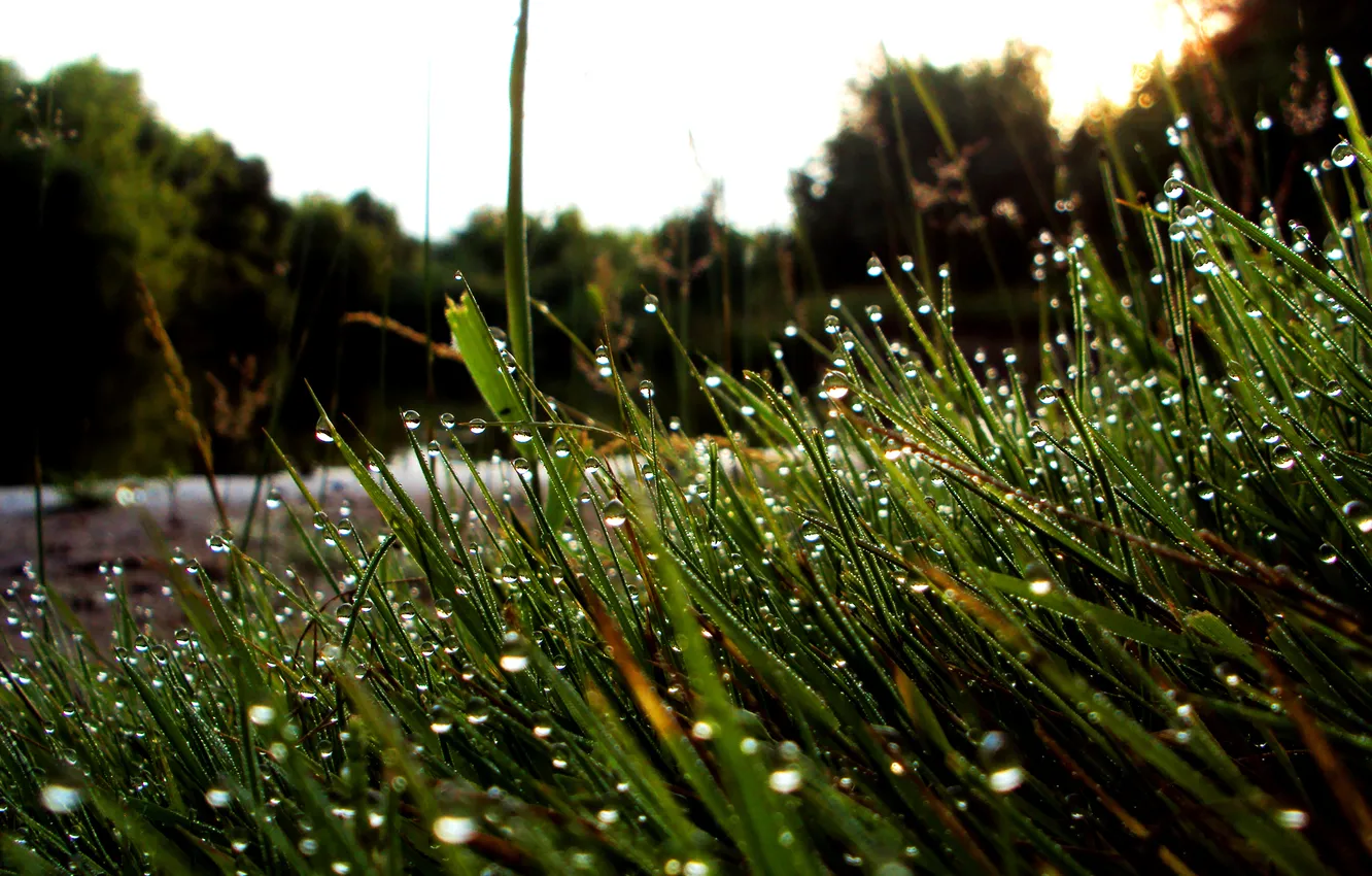 Photo wallpaper grass, Rosa, river, Morning