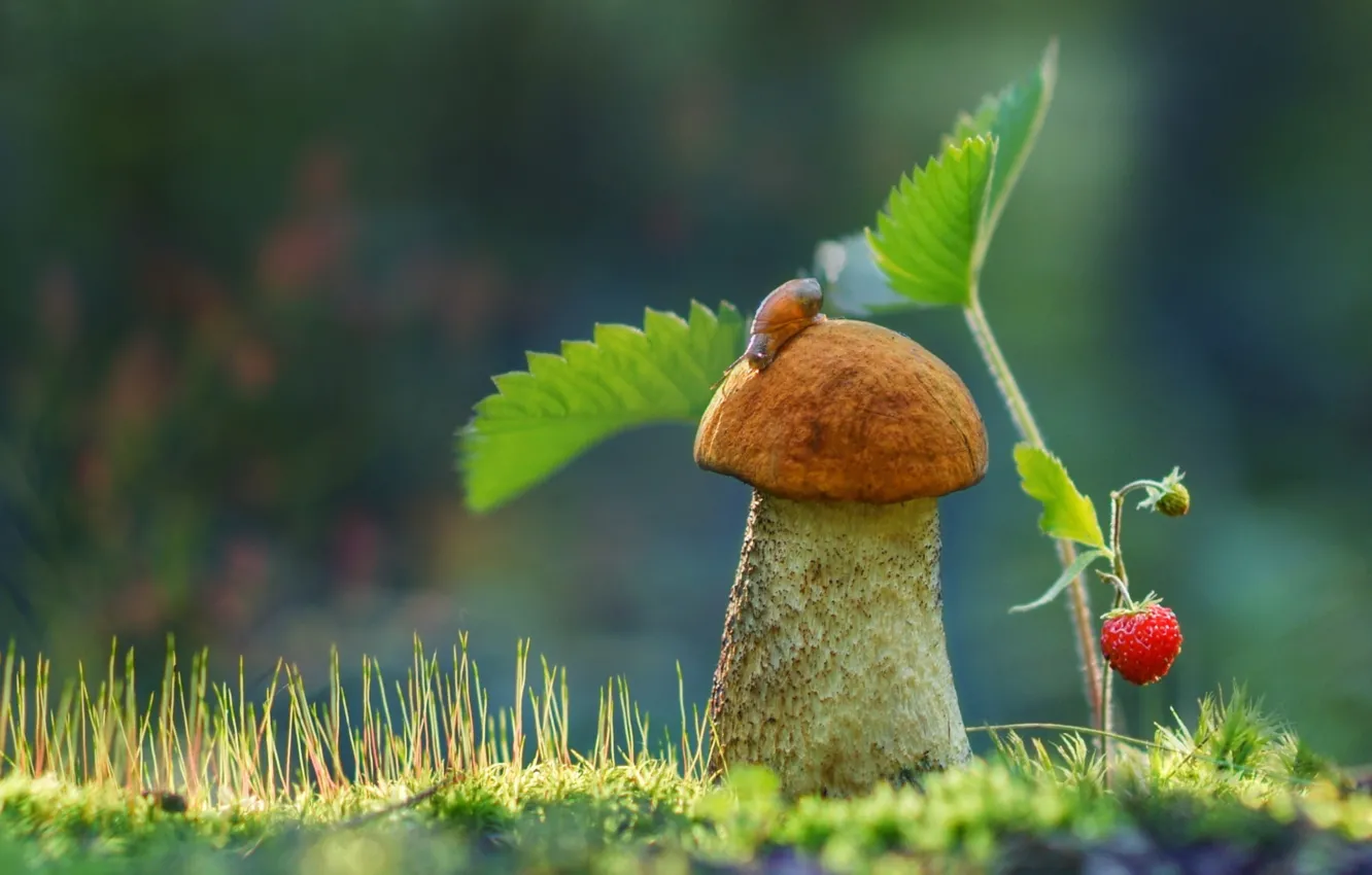 Photo wallpaper mushroom, strawberries, Borovik