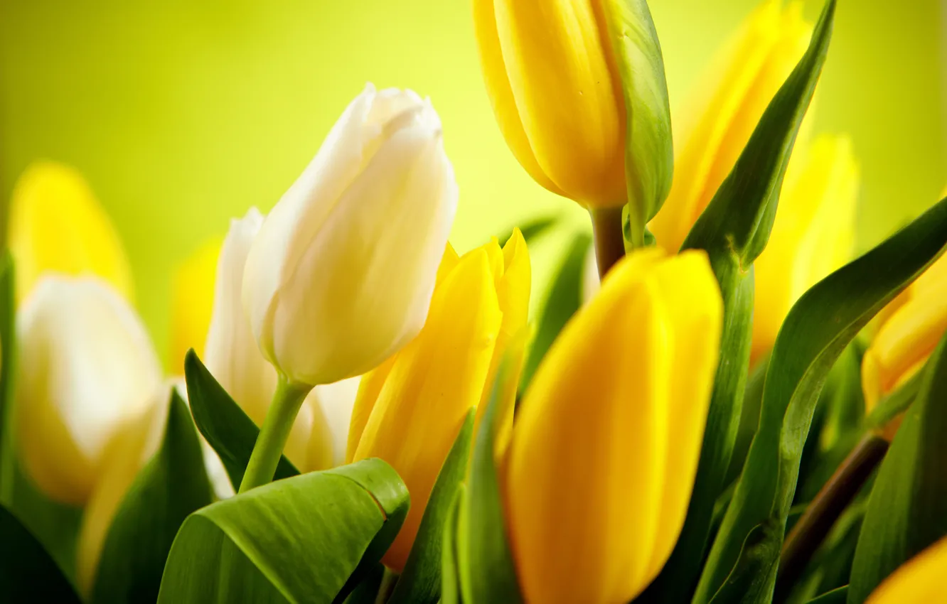 Photo wallpaper leaves, flowers, yellow, tulips, white, buds, flowers, tulips