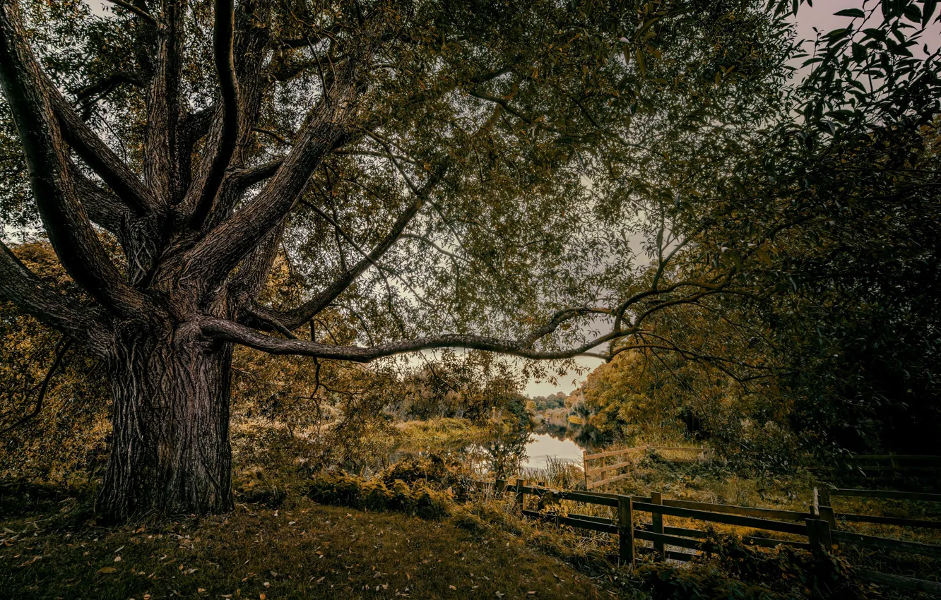 Photo wallpaper nature, lake, tree