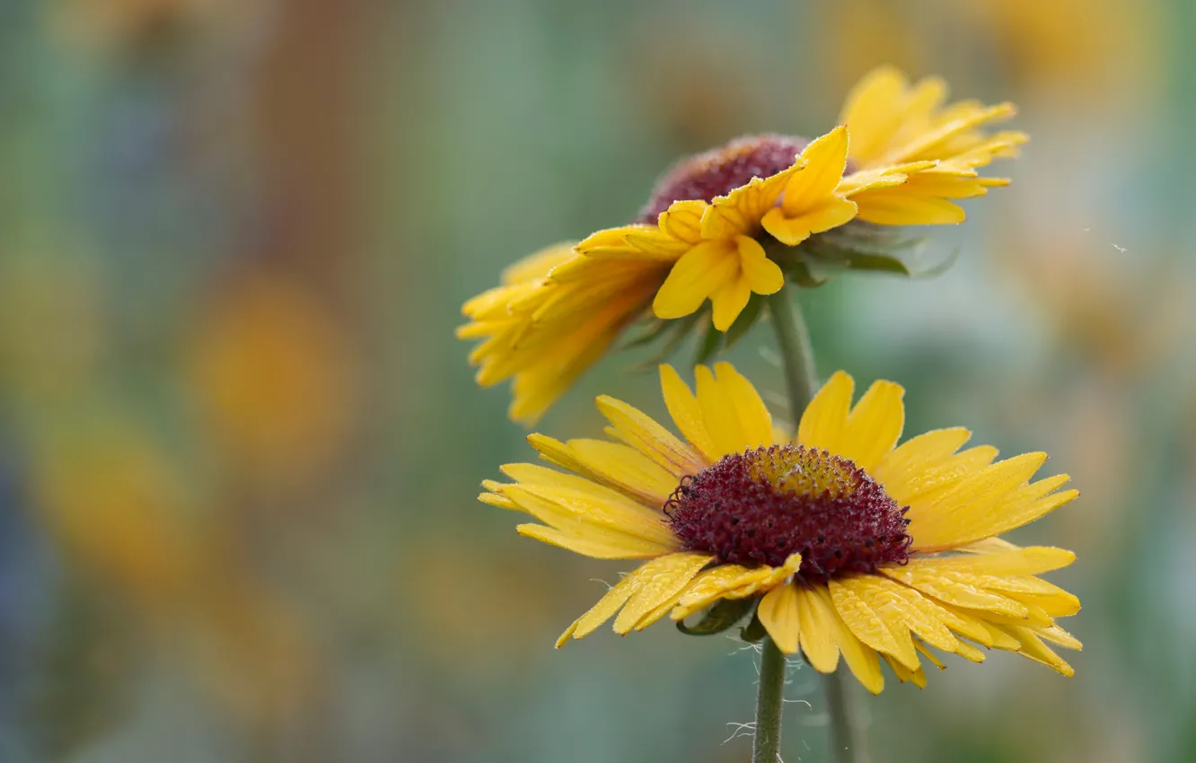 Photo wallpaper drops, macro, yellow, Rosa, background, petals, Gaylardiya