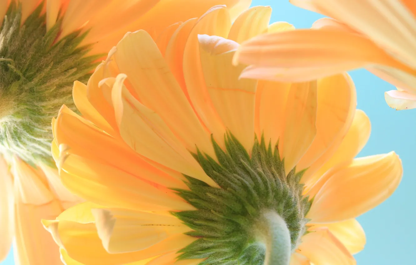 Photo wallpaper the sky, macro, petals, gerbera