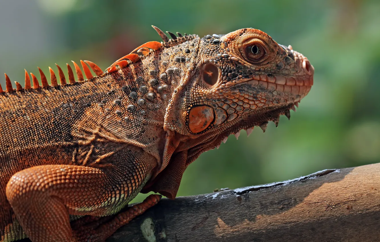 Photo wallpaper look, red, log, iguana