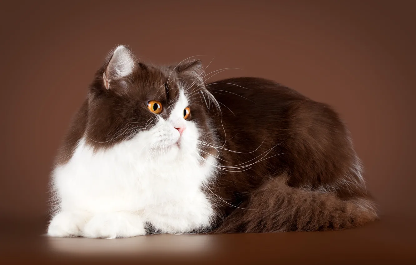 Photo wallpaper cat, cat, look, background, lies, brown, Persian, white