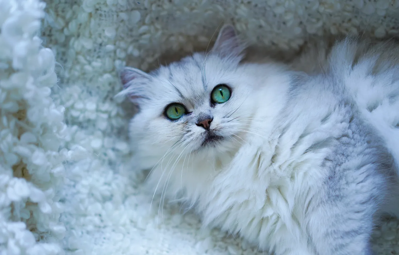 Photo wallpaper cat, white, cat, look, face, sweetheart, portrait, pile