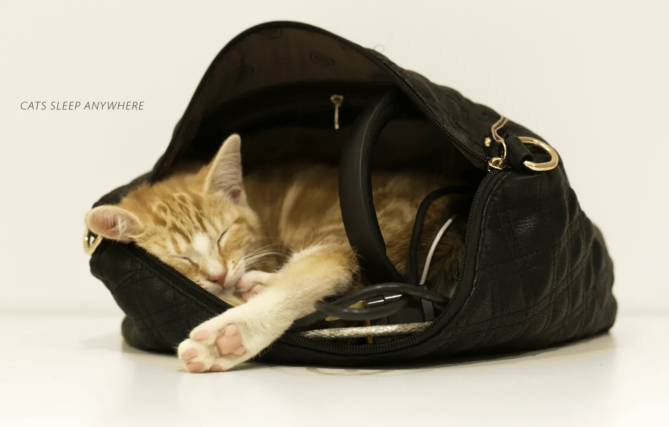 Photo wallpaper cat, background, bag