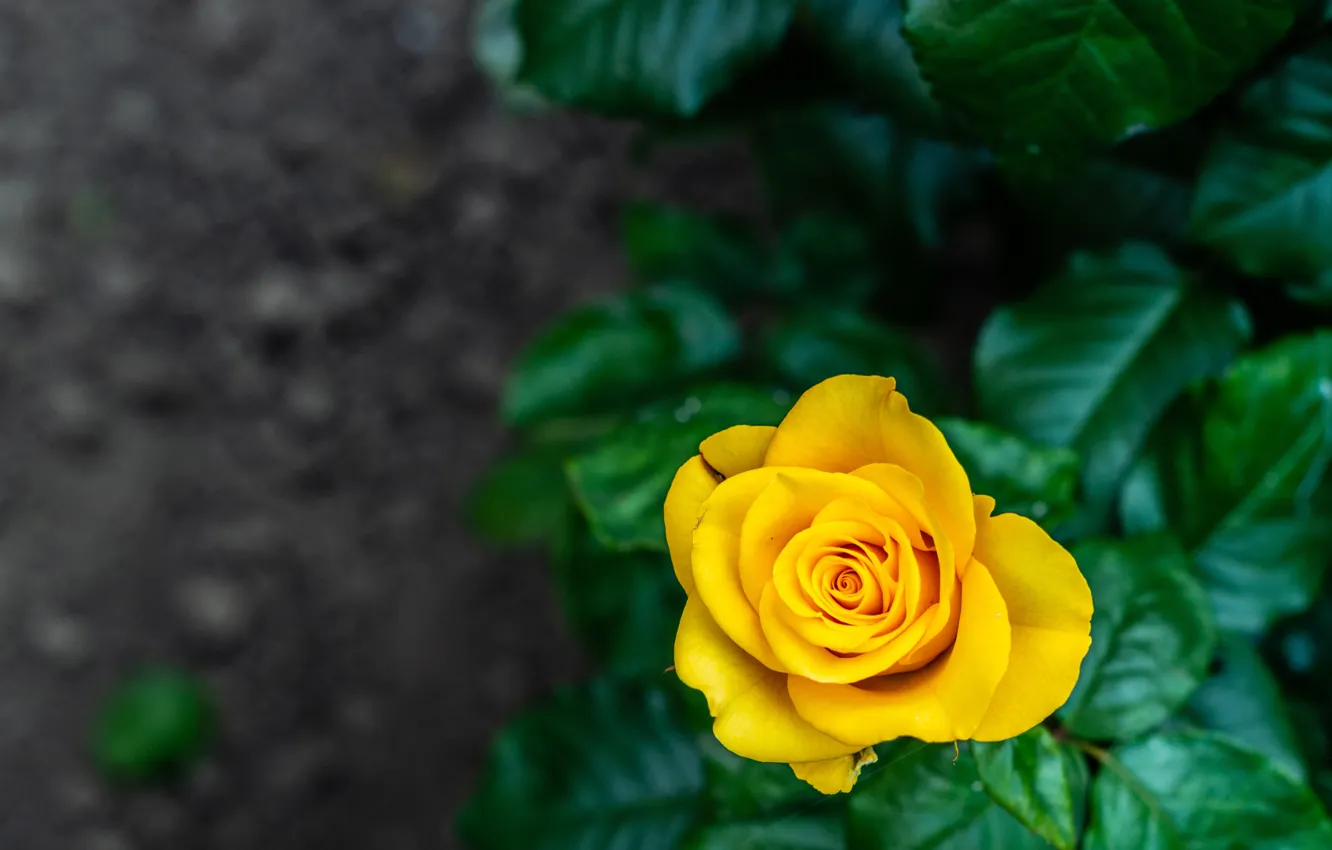 Photo wallpaper rose, Bush, garden, yellow