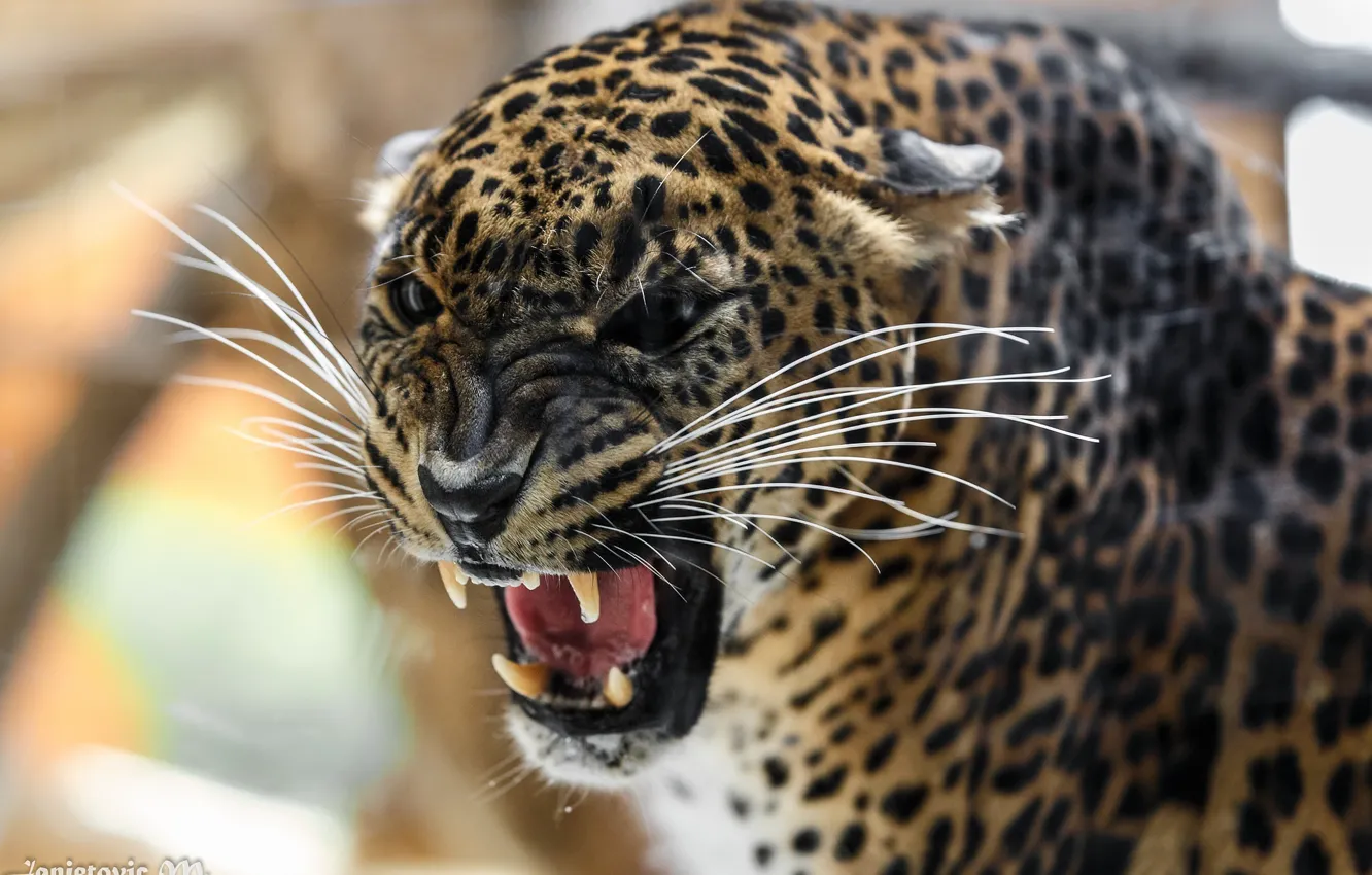 Photo wallpaper face, anger, predator, rage, mouth, leopard, fangs, grin