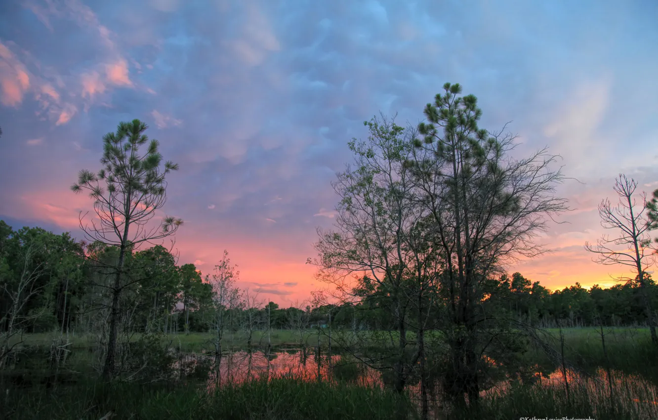 Photo wallpaper forest, the sky, grass, clouds, trees, sunset, swamp