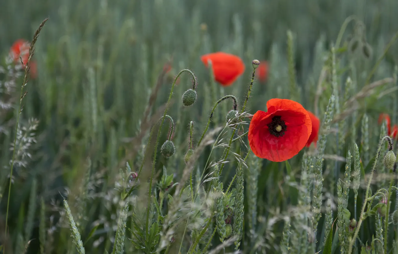 Photo wallpaper red, flowers, meadow, Maki, summer, ears