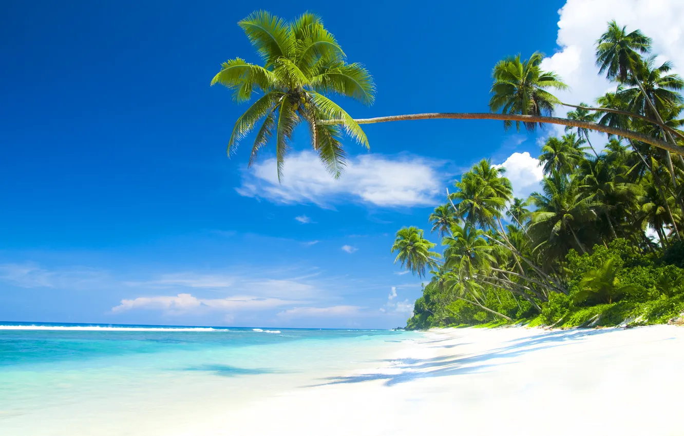 Photo wallpaper sand, sea, beach, summer, the sky, palm trees, summer, beach