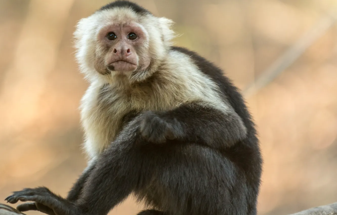 Photo wallpaper blur, bokeh, animal, baby, Photography of Gray and Black Monkey