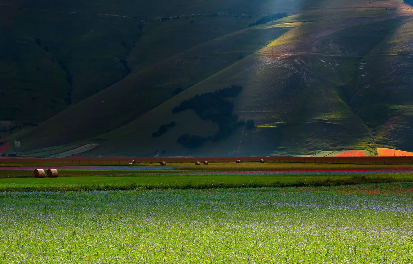 Photo wallpaper field, summer, light, flowers, the slopes, Maki, meadow, hay