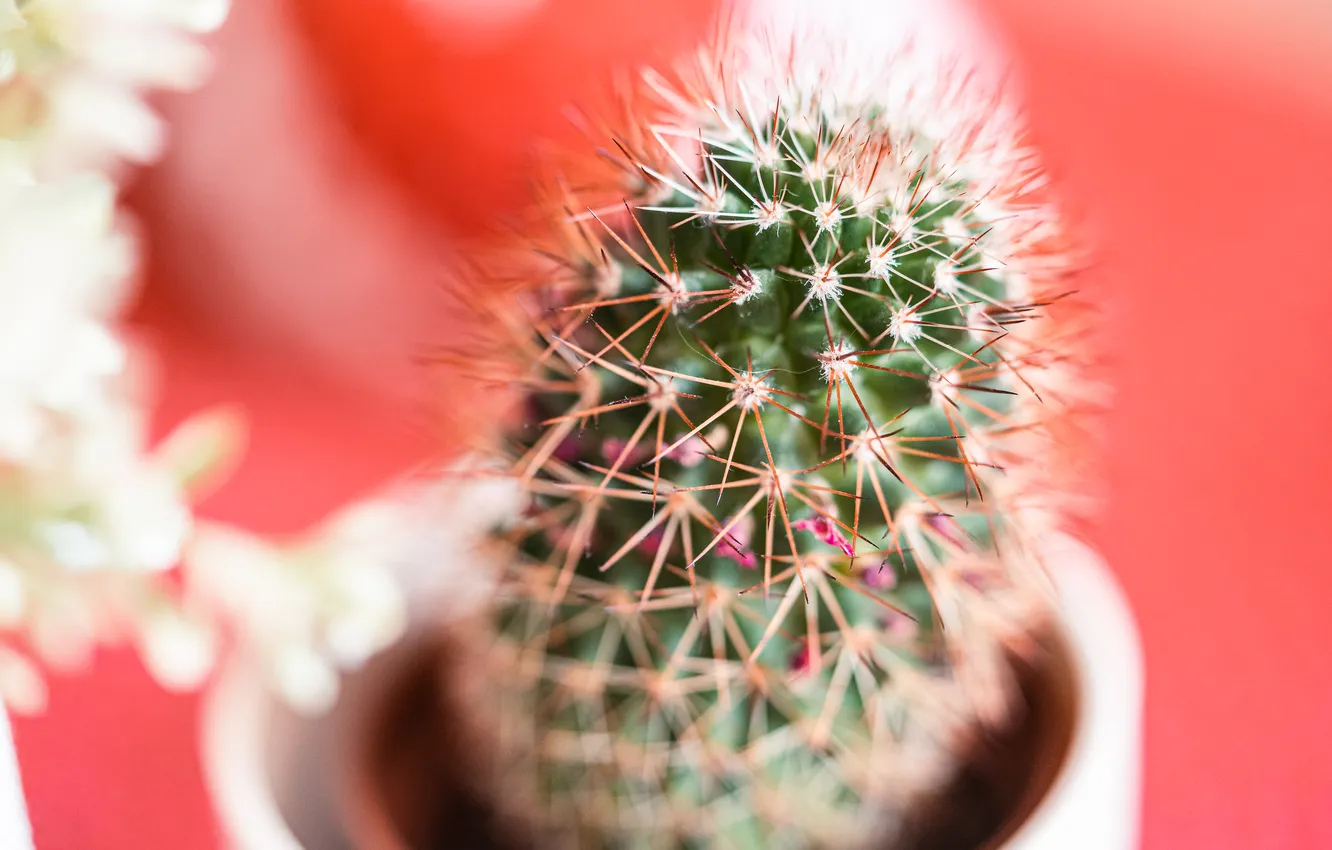 Photo wallpaper plant, cactus, pot