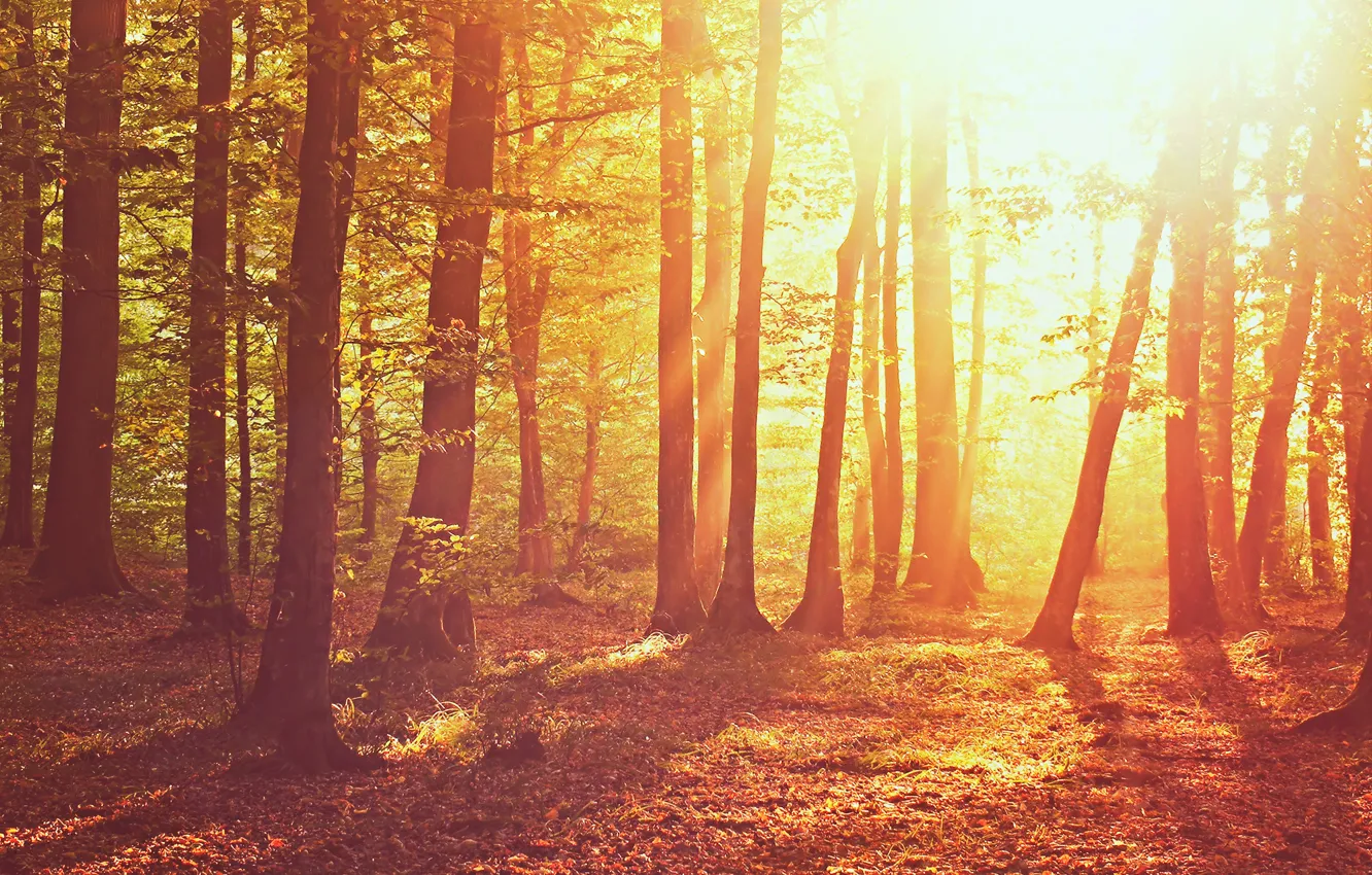 Photo wallpaper autumn, forest, grass, leaves, the sun, light, trees, nature