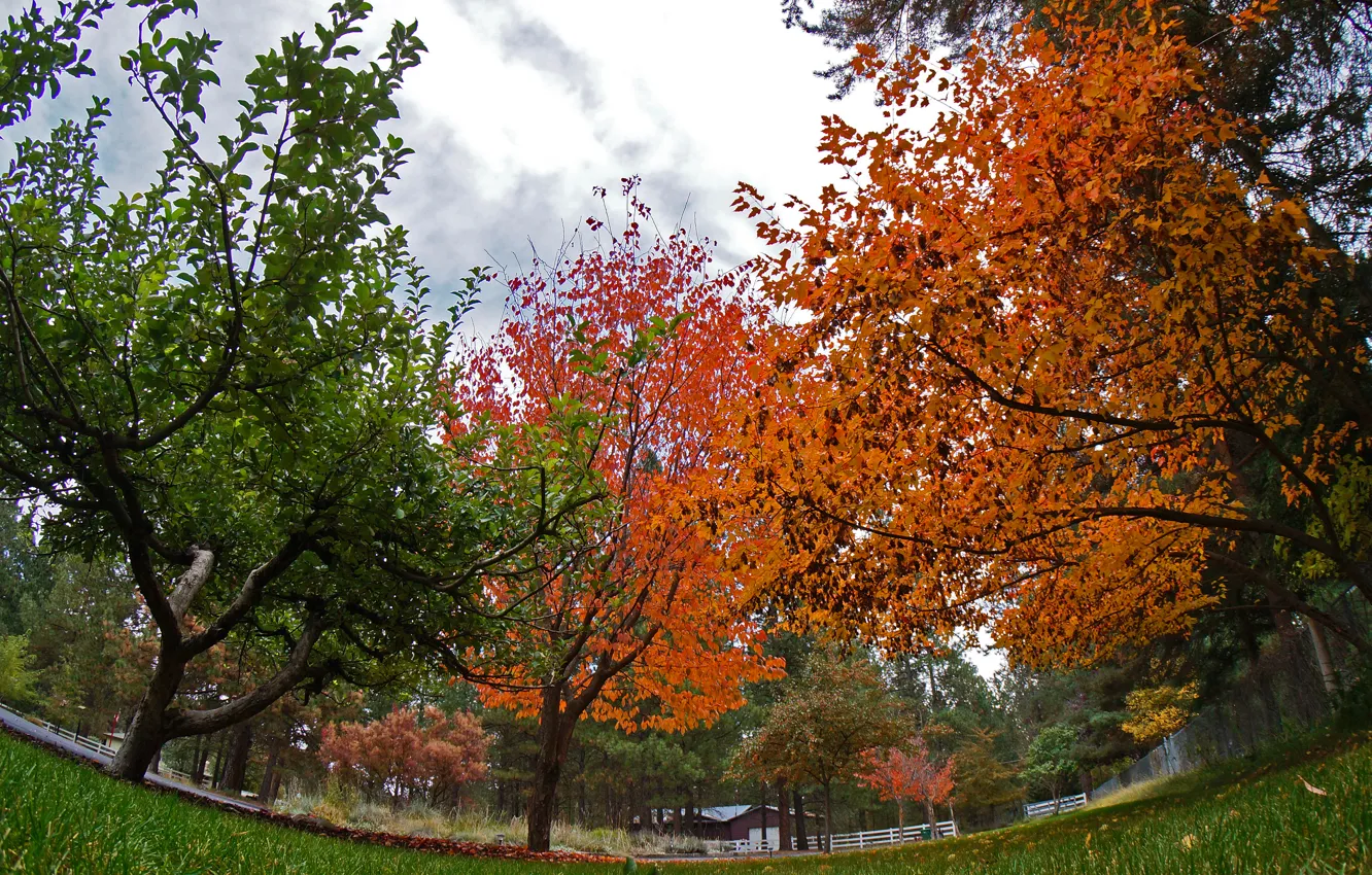 Photo wallpaper trees, Park, colors, Autumn, trees, park, autumn, fall