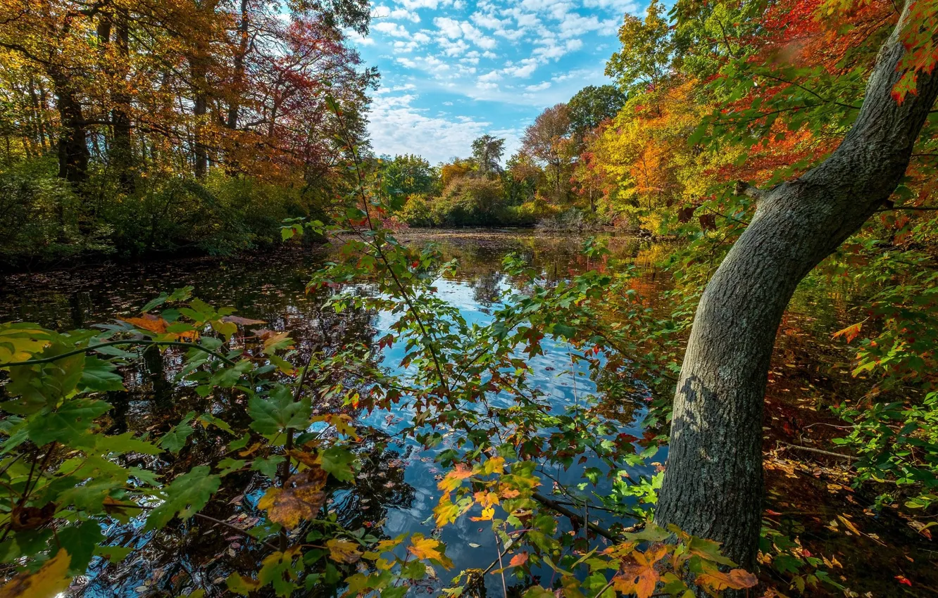 Photo wallpaper autumn, leaves, nature, lake