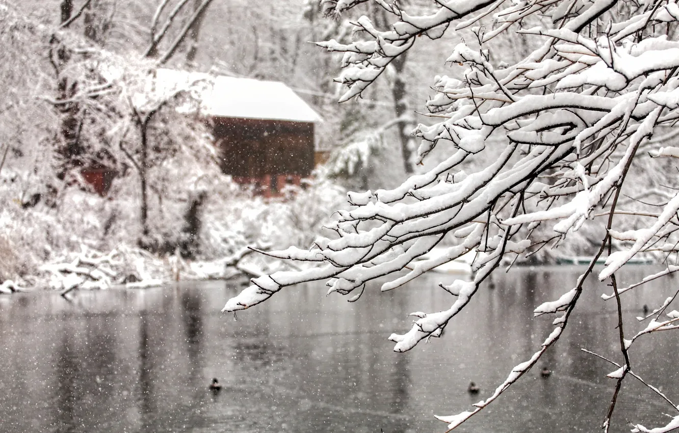 Photo wallpaper winter, water, snow, trees, snowflakes, branches, nature, lake