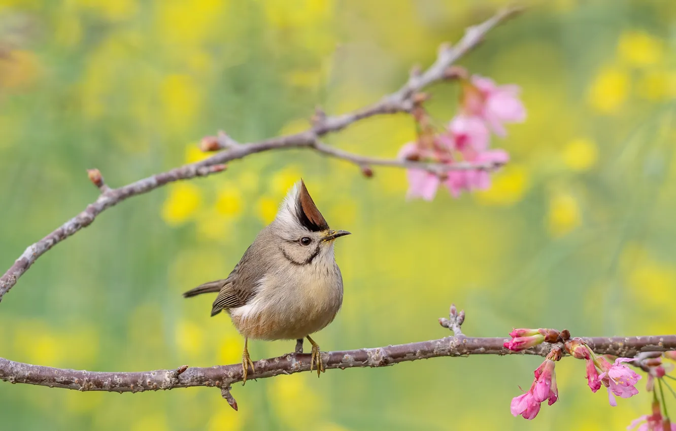 Photo wallpaper bird, spring, tit