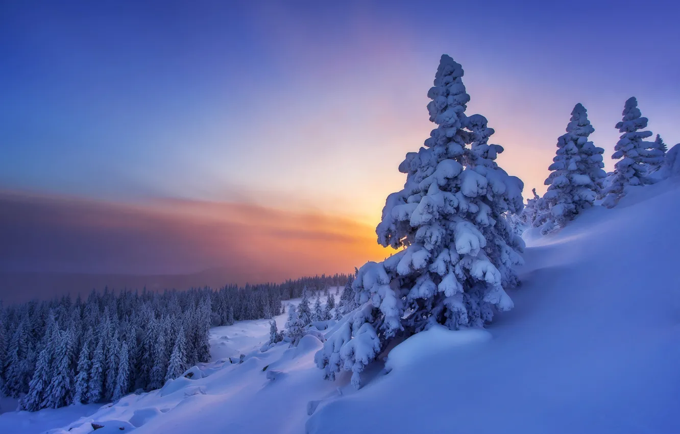 Photo wallpaper winter, forest, snow, trees, sunset, ate, slope, the snow