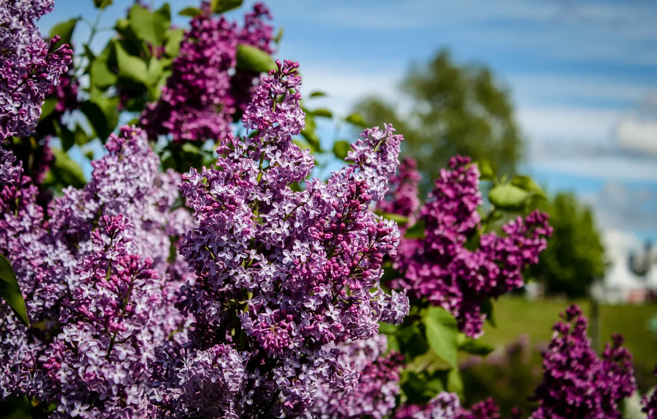 Photo wallpaper flowers, nature, Park, Moscow, Museum, the smell, flowering, lilac