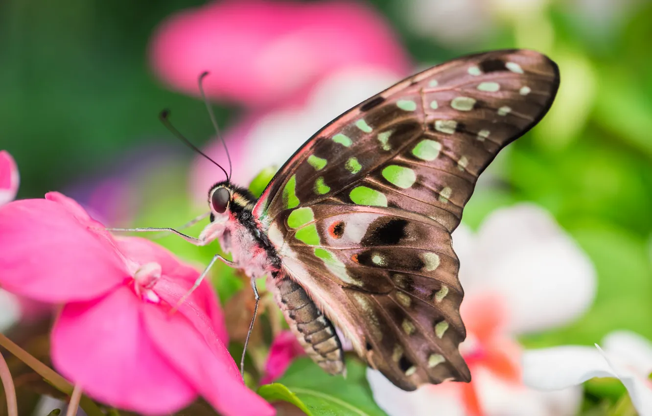 Photo wallpaper butterfly, wings, insect