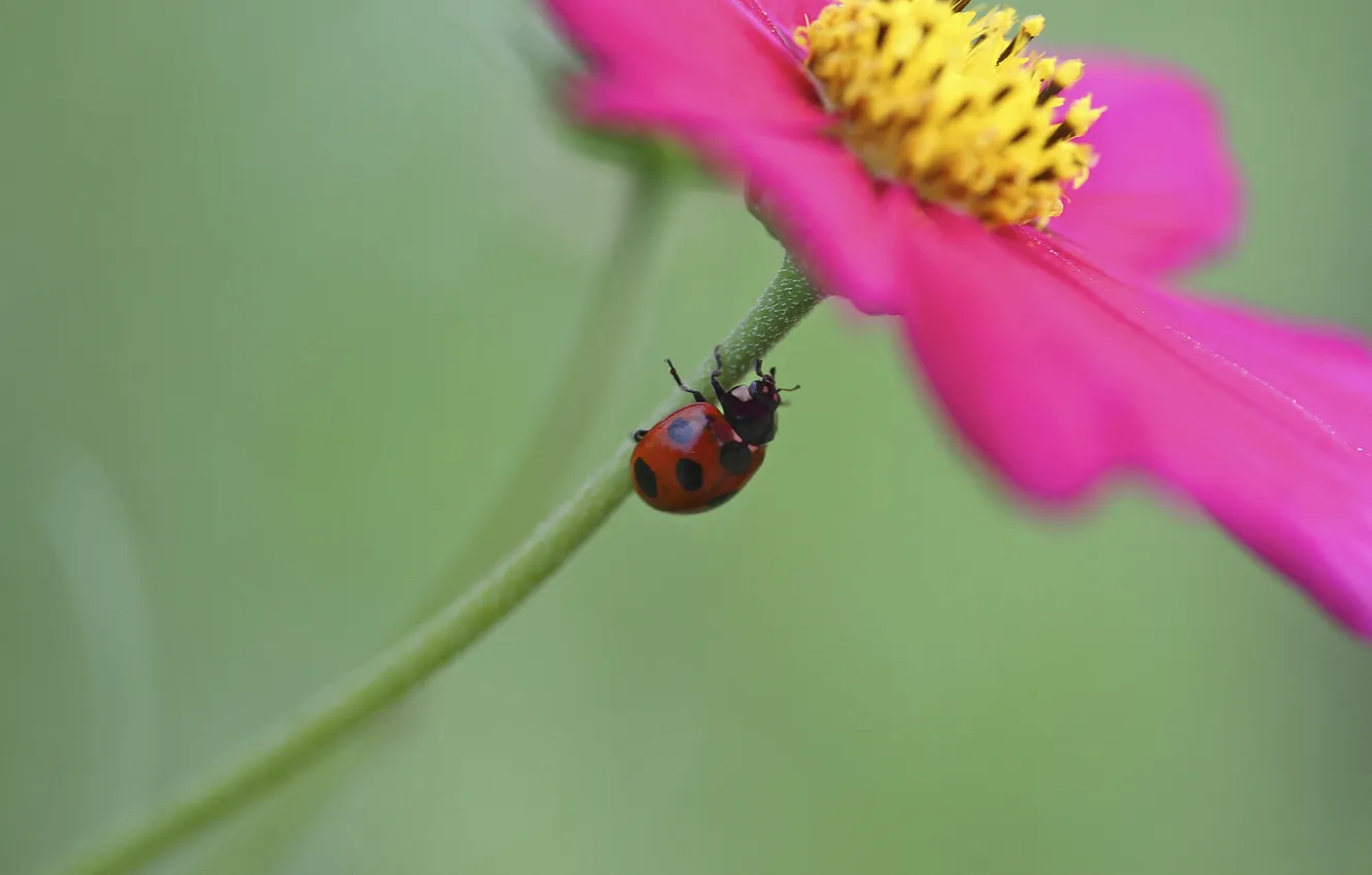 Photo wallpaper flowers, nature, ladybug, blur, kosmeya