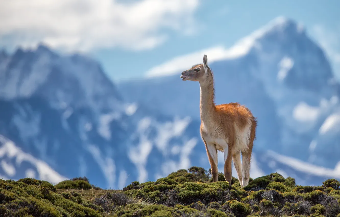 Photo wallpaper mountains, animal, Andes, guanaco