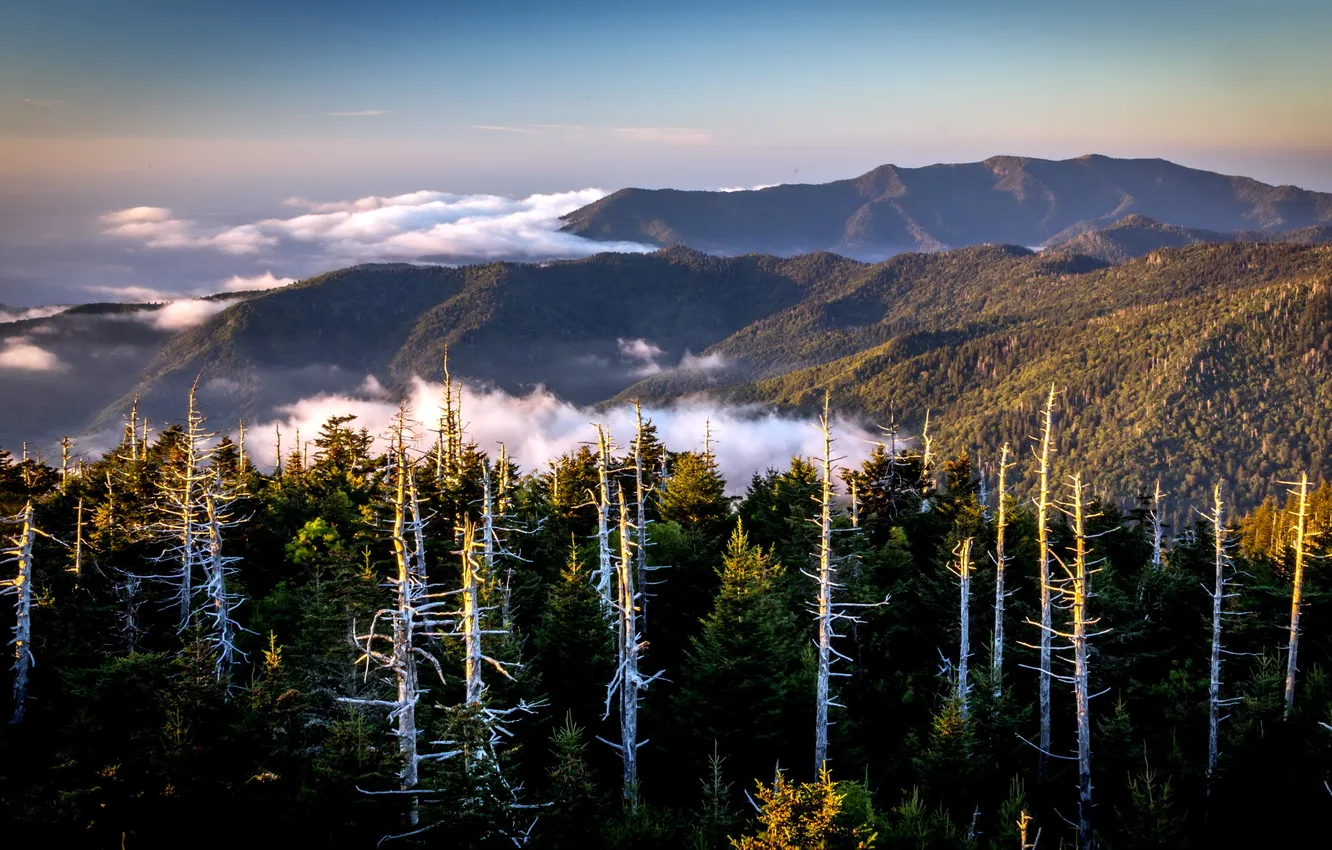 Photo wallpaper trees, landscape, mountains