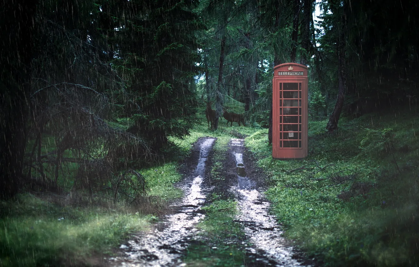 Photo wallpaper road, forest, phone