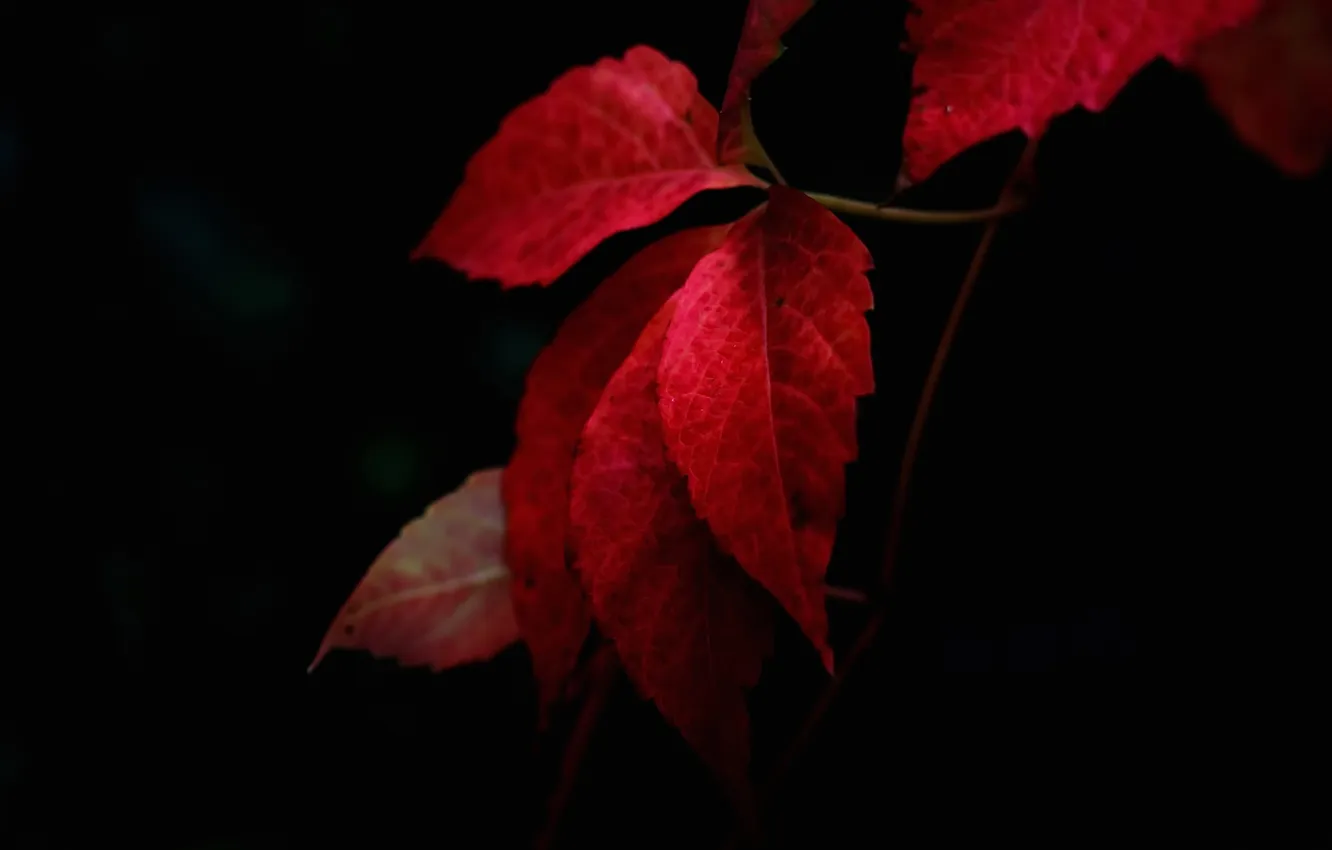 Photo wallpaper autumn, leaves, nature, the crimson