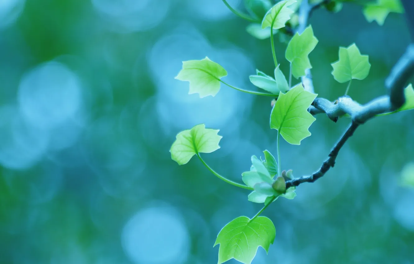 Photo wallpaper macro, branches, foliage, spring, bokeh