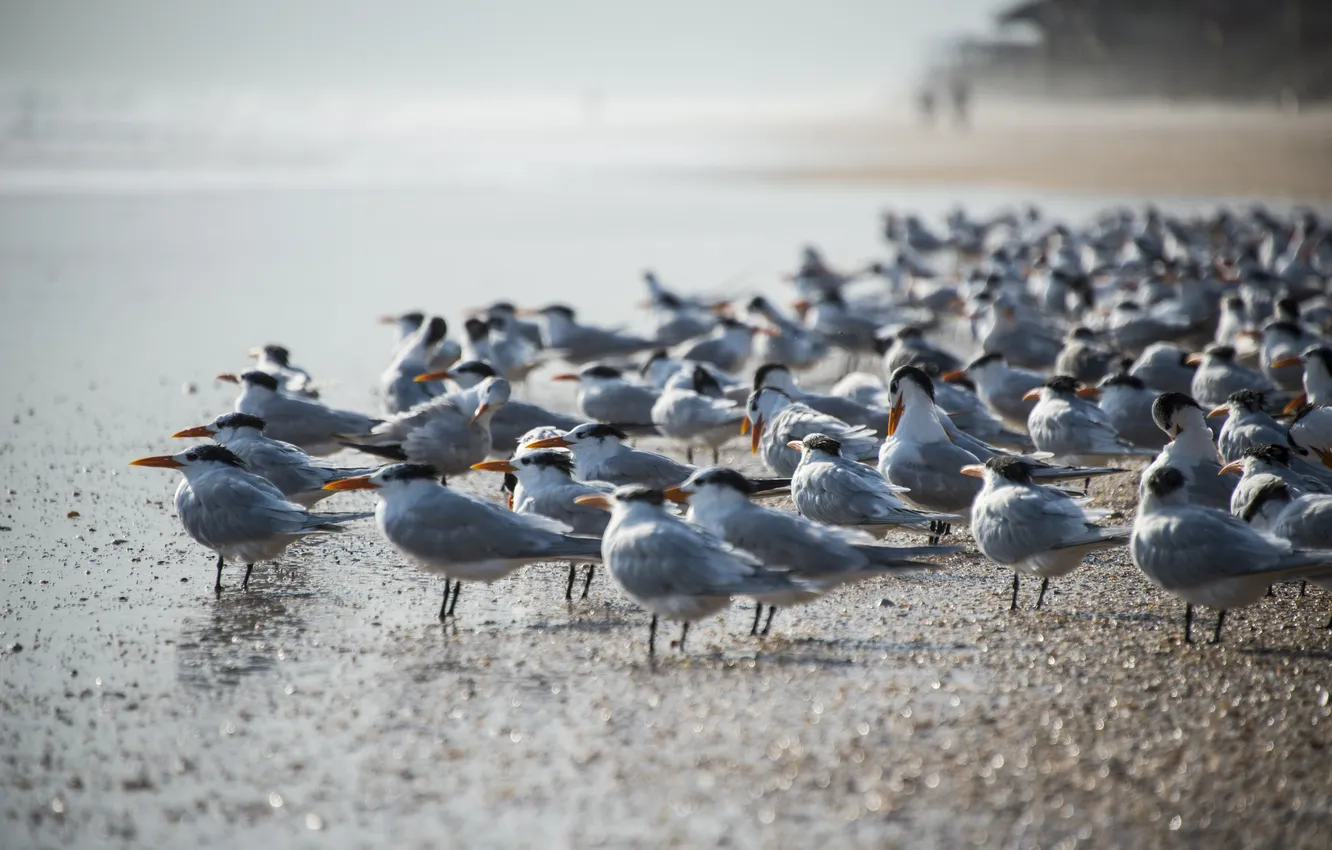 Photo wallpaper sea, nature, bird