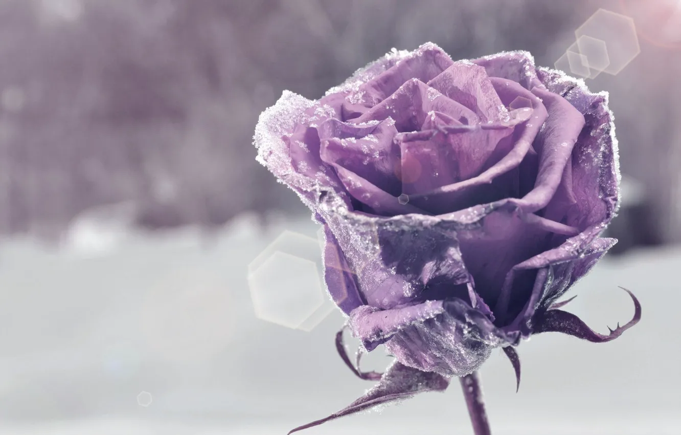 Photo wallpaper purple, snow, flowers, background, widescreen, Wallpaper, wallpaper, flowers