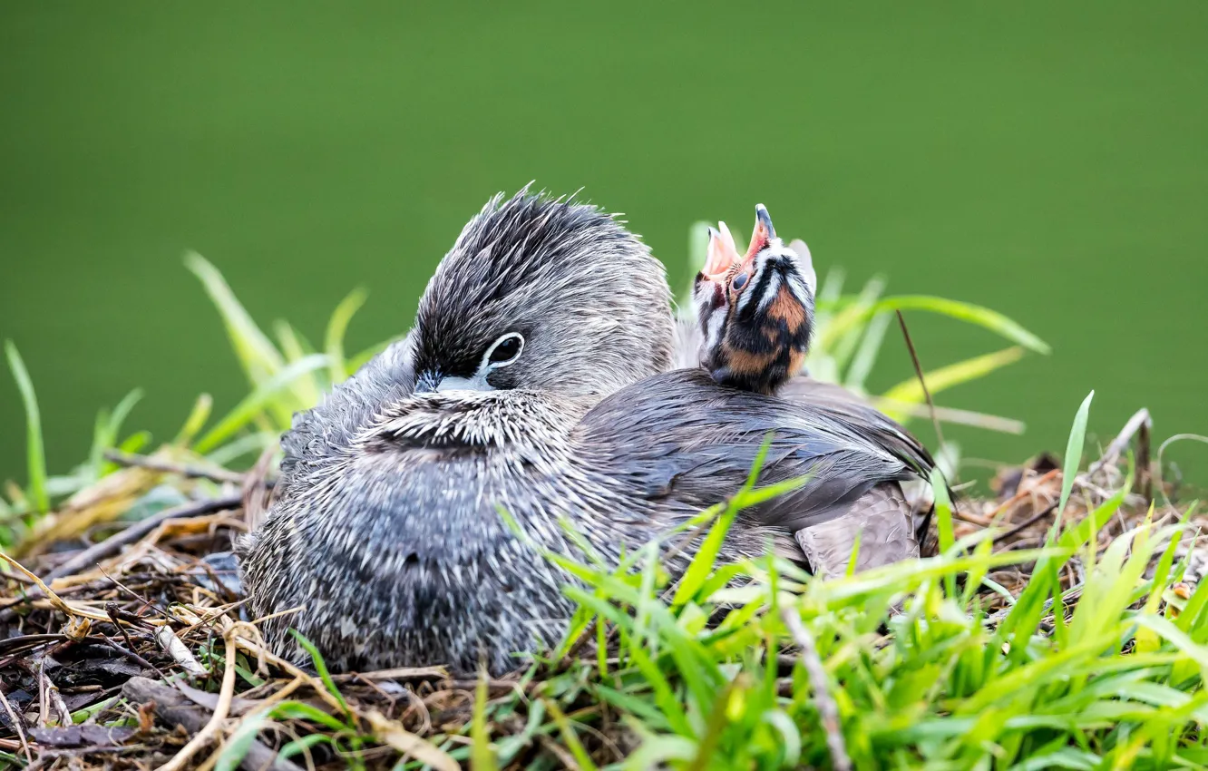 Photo wallpaper background, bird, Chicks
