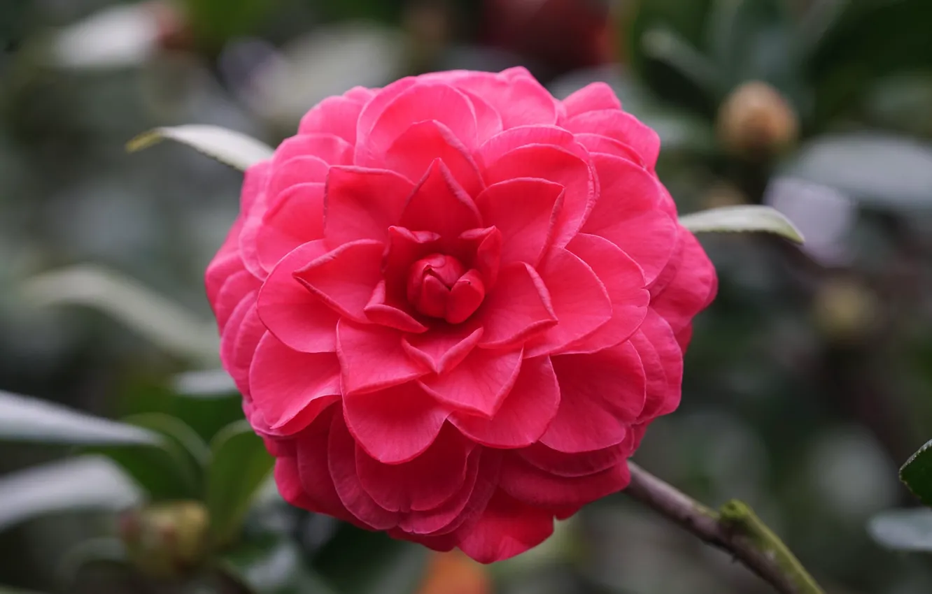 Photo wallpaper macro, petals, Camellia