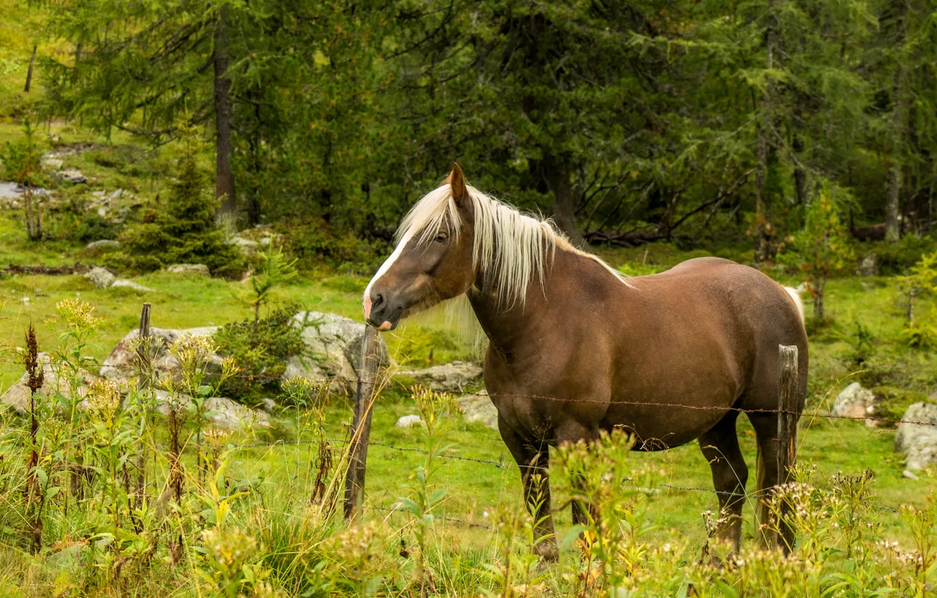 Photo wallpaper nature, horse, horse